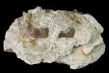 Fossil Horse (Mesohippus) Jaw Section - South Dakota #140888-1